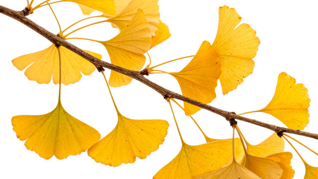 gingko leaves yellow autumn foliage pattern isolated on transparent background	