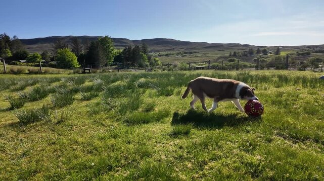 Dog fetching ball in grassy meadow outdoor scene
