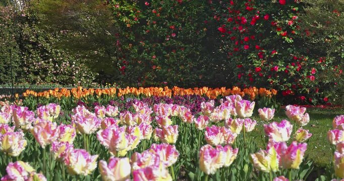  Fantastic white and pink parrot tulips.