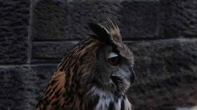 Eurasian Eagle-Owl (Bubo bubo) looking at the camera