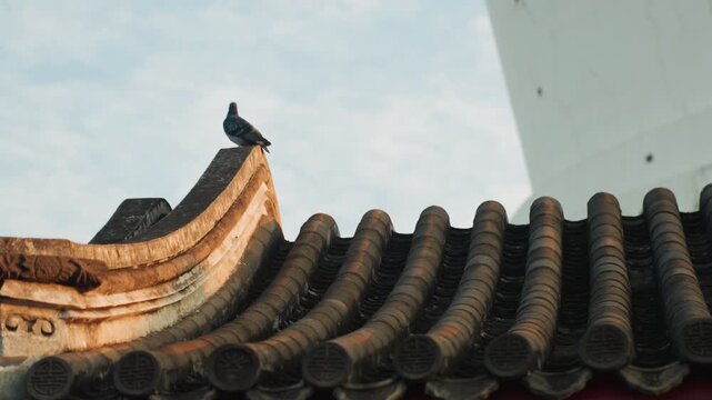 Pigeon on traditional tiled roof ridge quiet morning scene with ceramic eaves bathed in golden sunlight, lone bird surveying skyline against pale cloud, subtle contrast between historic architecture