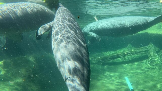 Manatees eating water lettuce in ZOO