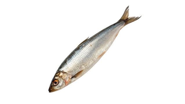 single fresh herring floating ready for preparing isolated on transparent background cut out