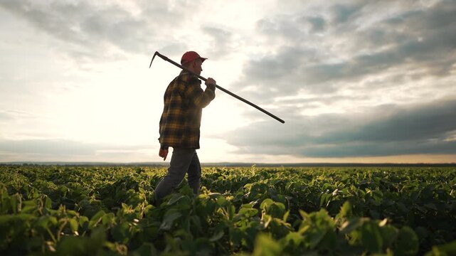 Farmer work with hoe in soybean field at sunset. Man plaid shirt walk through crops. Sunset agricultural scene tending to soybean plants. Farmer daily work routine. Peaceful evening farm soybean field