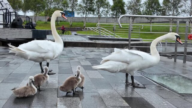Mute swans and baby cygnets on wet pavement