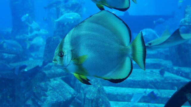 Orbicular batfish (Platax orbicularis) also known as cooper batfish underwater