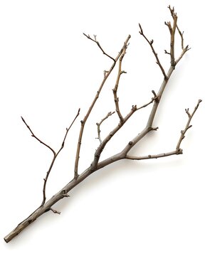 Thin twig with natural irr