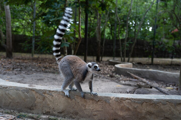 Naklejka premium Ring-tailed lemur standing on stone wall in Zanzibar forest