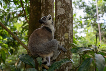 Naklejka premium Ring-tailed lemur perched on tree branch in Zanzibar forest