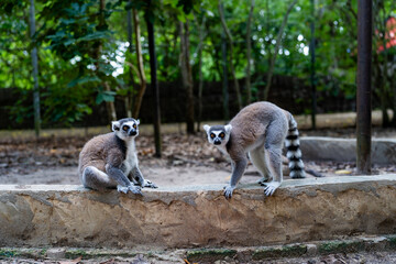 Naklejka premium Ring-tailed lemurs on stone wall in Zanzibar forest
