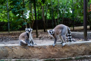 Naklejka premium Ring-tailed lemurs on stone wall in Zanzibar forest