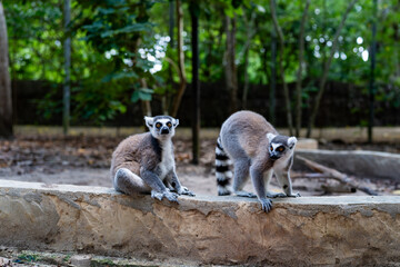 Naklejka premium Ring-tailed lemurs on stone wall in Zanzibar forest