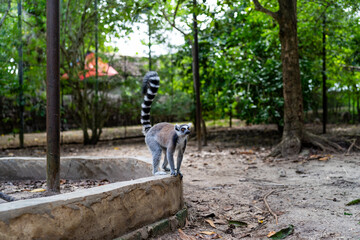 Naklejka premium Ring-tailed lemur standing on stone wall in Zanzibar forest