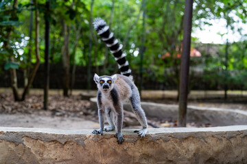 Naklejka premium Ring-tailed lemur standing on stone wall in Zanzibar forest
