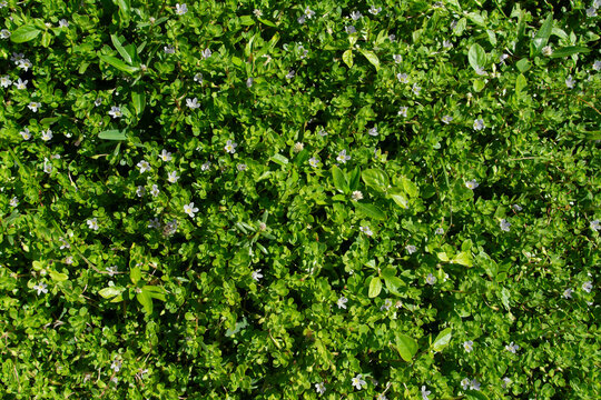 Green Ground Cover Texture.
