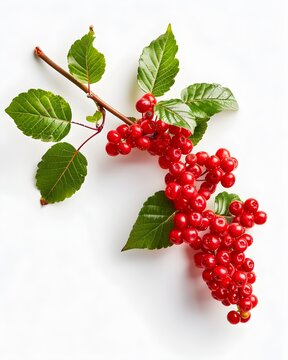 Viburnum opulus branch wit