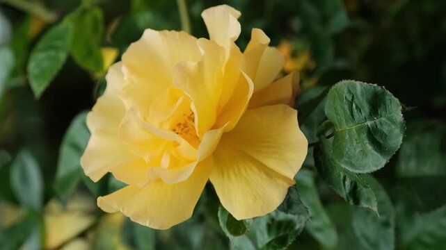 Yellow Rose Flower Delicate Petals Close-Up