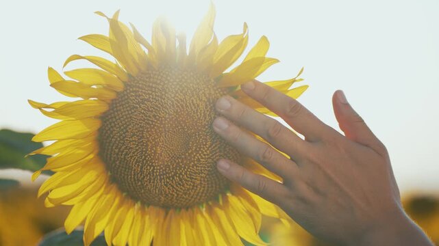 Farmer hand gently caresses sunflower in vibrant agriculture field. Close up shot highlights farmer hand connecting with nature symbolizing dedication to sunflower farming and sustainable agriculture