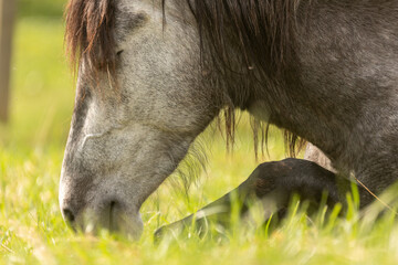 Naklejka premium Pferd liegt im Frühling