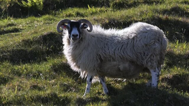 Scottish Blackface ram grazing on green hillside in Scotland, UK
