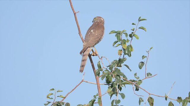 Slow motion video of shikra - hawk perches high on a slender branch and looking around. Feathers blend with sky and leaves in soft daylight. Bird watches the world below with keen, focused eyes