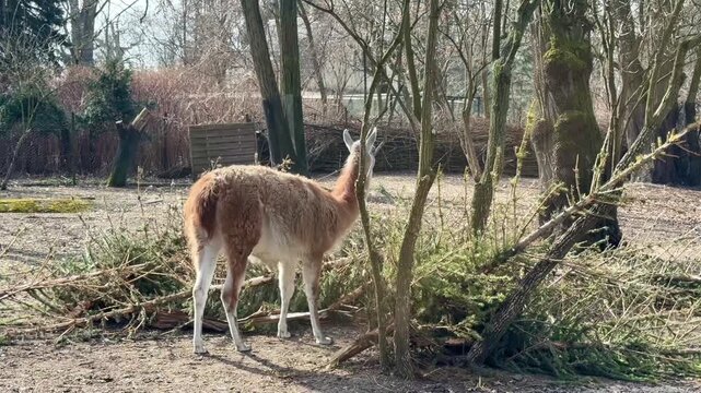 Guanaco eating tree branches in a zoo enclosure. Wild llama ancestor foraging on twigs and leaves in a natural park habitat on a sunny day.