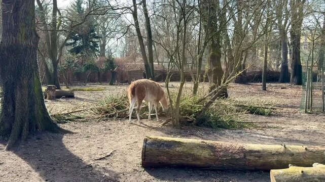 Guanaco eating tree branches in a zoo enclosure. Wild llama ancestor foraging on twigs and leaves in a natural park habitat on a sunny day.