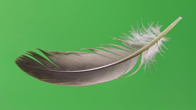 Delicate grey feather floating against green chroma key background