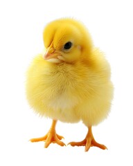 Obraz premium Little yellow Easter chick isolated PNG cutout isolated on white background 