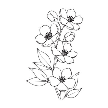 dogwood flowers and leaves isolated on transparent background