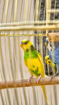 Bright yellow and green budgie parakeet perched on a wooden bar in a golden cage.