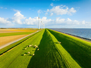 Obraz premium Aerial view of sheep herd on green field with wind turbines near sea and dam. Scenic rural landscape with farm animals, wind generators and cloudy sky at sunset. Renewable energy and agriculture.