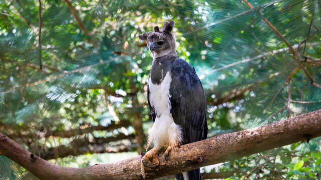 &Aacute;guila harp&iacute;a de Panam&aacute;