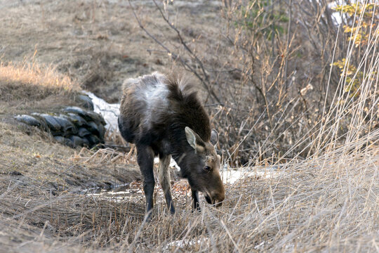 North American Moose Alces alces drinking salted water next to the highway
