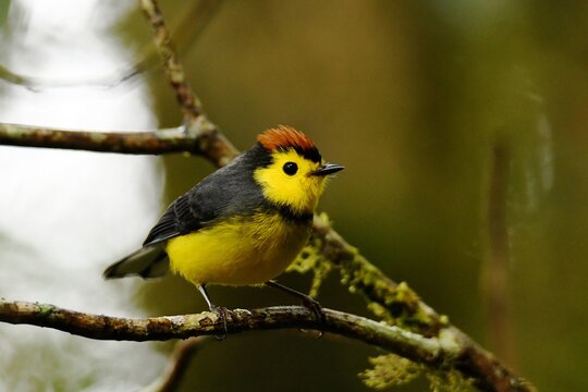 Collared redstart (Myioborus torquatus) perched on a branch in the cloud forest at Savegre Natural Reserve, Dota Valley, Talamanca Mountains, Costa Rica.