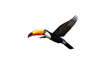 Naklejka premium Toco toucan bird flying with transparent background
