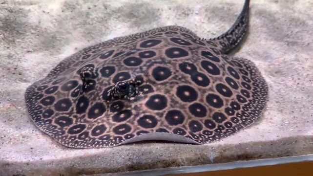Ocellate river stingray (Potamotrygon motoro) resting on a sandy bottom. Beautiful spotted stingray with orange eye-like spots in a freshwater aquarium.