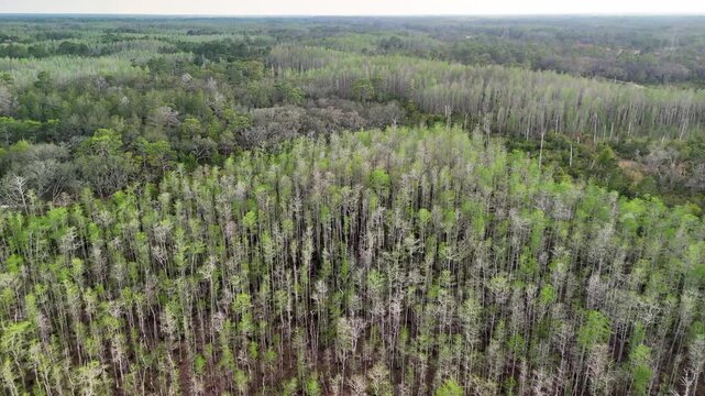 Aerial Drone View Of Vast Sparse Pine Forest Plantation In Southeast US. Tall Straight Loblolly Pines With Patchy Green Foliage And Bare Trunks. Expansive Woodland Canopy From Above, Nature Wilderness