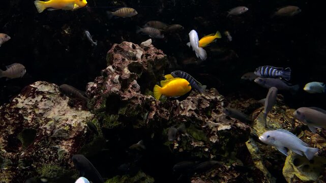Colorful African Cichlids in Freshwater Aquarium Swimming Around Rocks Slow Motion