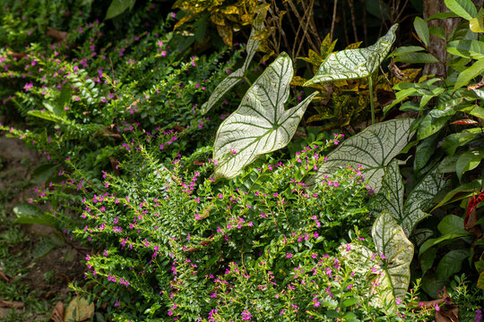 Mixed garden plants with caladium leaves in natural light outdoor scene