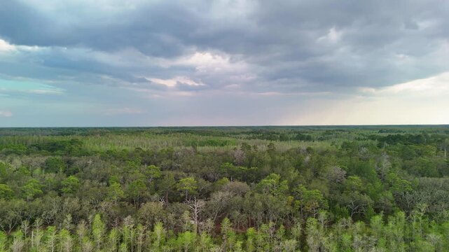 Wide Aerial Drone View Of Endless Green Swamp Forest Under Vast Cloudy Sky. Expansive Wetland Canopy And Natural Horizon In Serene Landscape. Florida Wilderness Nature Footage
