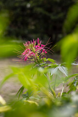 Fototapeta premium Pink spider flower blooming in garden with natural light shallow depth
