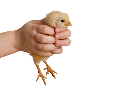 Child's hand holding a baby chicken chick on a white background with copy space