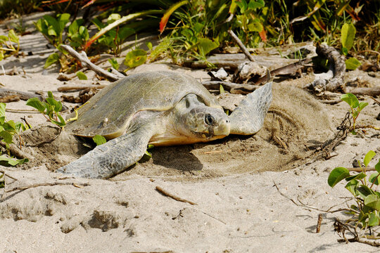 Olive Ridley turtle (Lepidochelys olivacea) digging its nesting hole with its front flippers at the beach Playa Chacocente at Chacocente Wildlife Refuge, Nicaragua