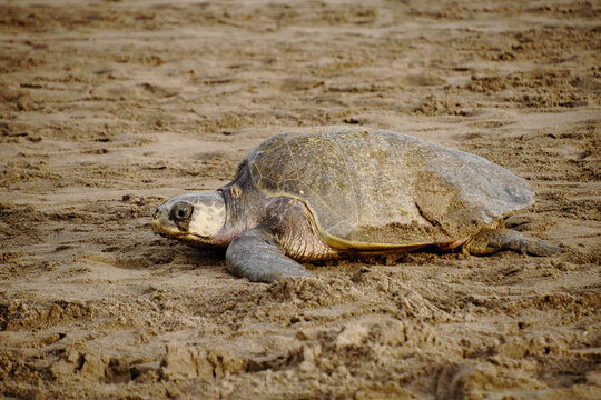 Olive Ridley turtle (Lepidochelys olivacea) returning from egg-laying at the beach Playa Chacocente full of traces of other turtles at Chacocente Wildlife Refuge, Nicaragua