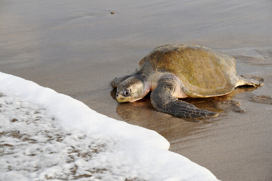 Olive Ridley turtle (Lepidochelys olivacea) heading towards the waters of the Pacific Ocean at the beach Playa Chacocente at Chacocente Wildlife Refuge, Nicaragua