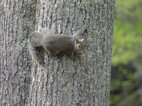 Eastern gray squirrel, living within the woodland forest of Pocahontas State Park, Chesterfield County, Virginia.     