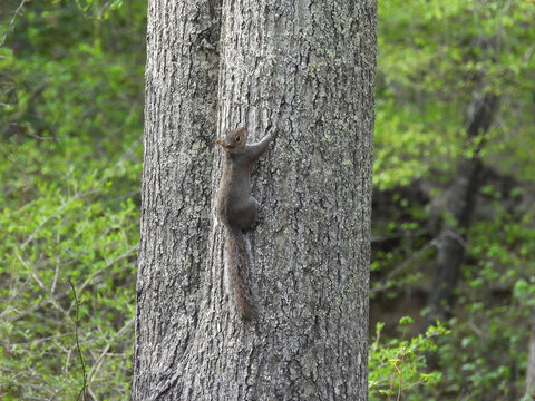 Eastern gray squirrel, living within the woodland forest of Pocahontas State Park, Chesterfield County, Virginia.     