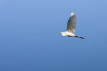 Obraz premium seagull in flight