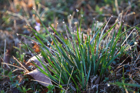 Heavy early spring dew on grass